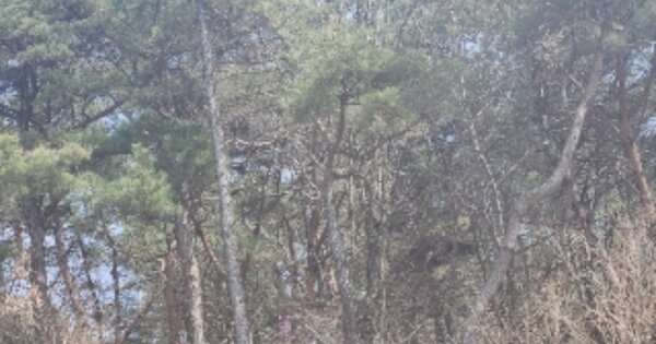 경기도 양주시 남면 경신리 OOO 임야 경매 물건 이미지