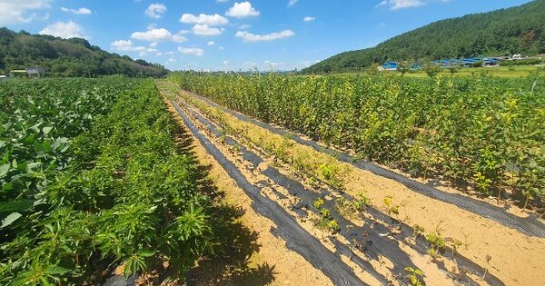 경상남도 사천시 축동면 배춘리 OOOOO 답 경매 물건 이미지