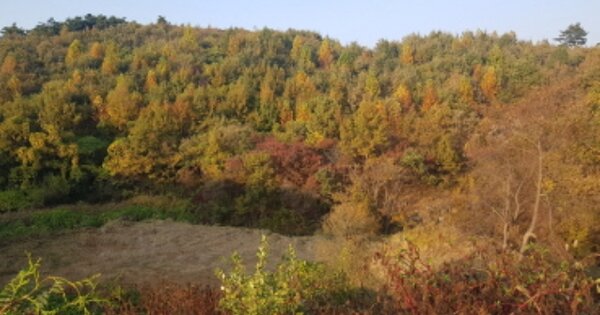 세종특별자치시 금남면 성강리 OOOOO 임야 경매 물건 이미지