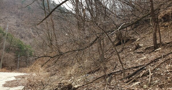 경상북도 청송군 안덕면 고와리 OO O OOO 임야 경매 물건 이미지