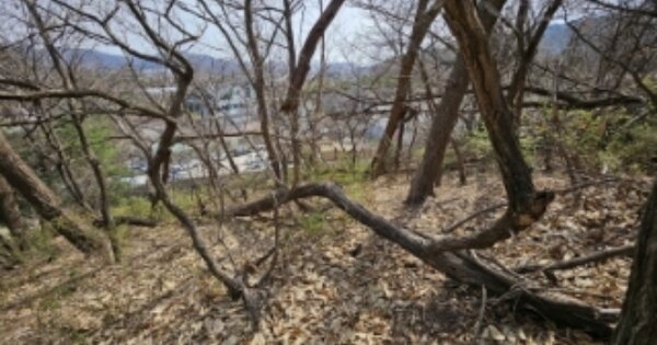 경기도 과천시 과천동 산69-13 임야 경매 물건 이미지