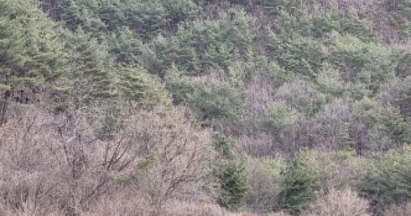 경상북도 영양군 석보면 소계리 290-3  임야 경매 물건 이미지