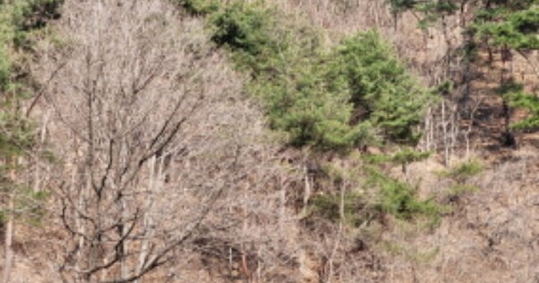 경상북도 영양군 석보면 주남리 산107  임야 경매 물건 이미지
