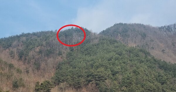 전북특별자치도 무주군 안성면 진도리 산140 임야 경매 물건 이미지