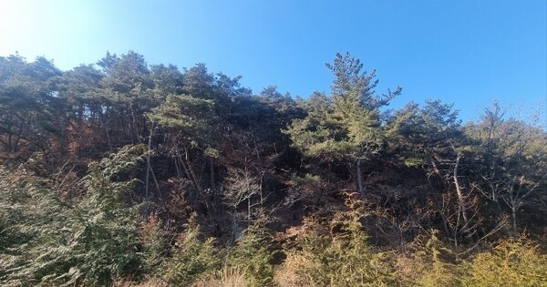 경상남도 합천군 용주면 방곡리 산57 임야 경매 물건 이미지