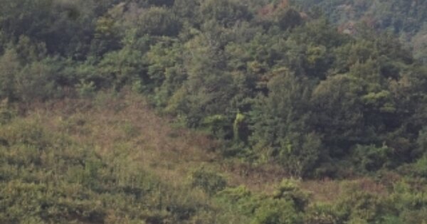 경상남도 밀양시 상남면 기산리 산17-16 임야 경매 물건 이미지