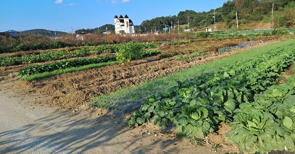 세종특별자치시 전의면 동교리 221-20 답 경매 물건 이미지