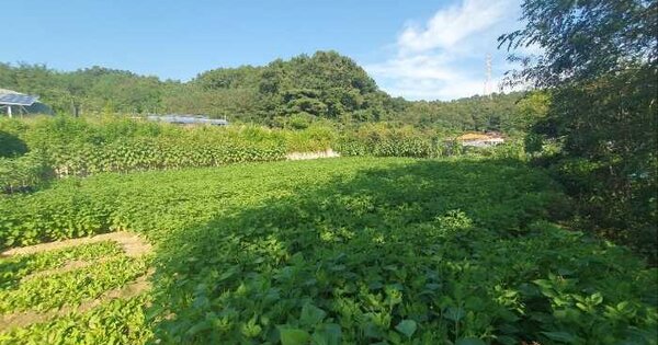 충청북도 옥천군 옥천읍 동안리 75-3 전 경매 물건 이미지