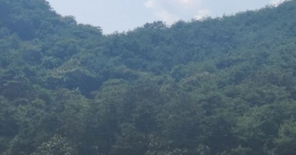 광주광역시 광산구 오산동 산25 임야 경매 물건 이미지