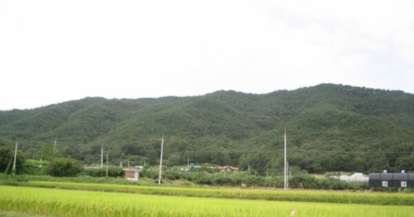 경상북도 예천군 호명면 본리 산12 임야 경매 물건 이미지