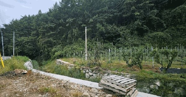 경상북도 봉화군 춘양면 서벽리 산6 임야 경매 물건 이미지