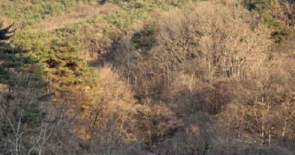 경상북도 청도군 풍각면 성곡리 1125 답 경매 물건 이미지