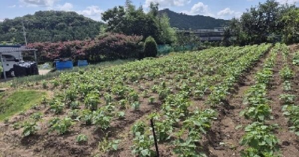 전남광주통합특별시 장성군 삼계면 화산리 536-1 전 경매 물건 이미지