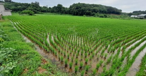 충청남도 당진시 송악읍 중흥리 163 답 경매 물건 이미지