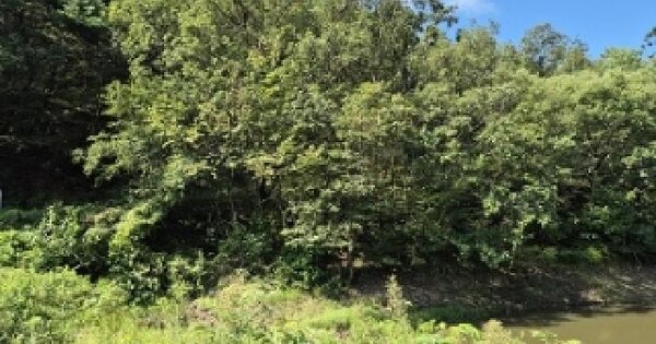 경상북도 의성군 안사면 신수리 산120 임야 경매 물건 이미지