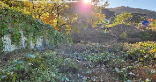 경상북도 칠곡군 석적읍 성곡리 산48-8 임야 경매 물건 이미지