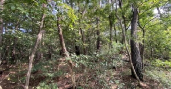 충청남도 당진시 송악읍 월곡리 149-9 임야 경매 물건 이미지