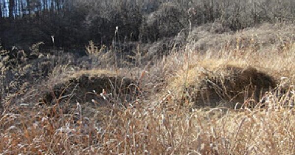 경상북도 상주시 화서면 금산리 293-4 전 경매 물건 이미지