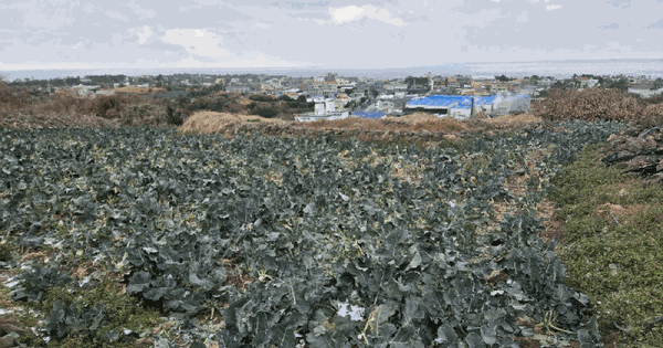 제주특별자치도 제주시 애월읍 신엄리 1447 전 경매 물건 이미지