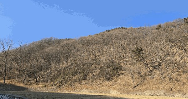 울산광역시 북구 대안동 산329 임야 경매 물건 이미지