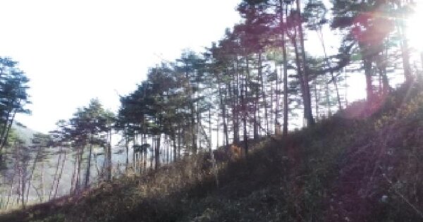 강원특별자치도 평창군 대관령면 유천리 산524 임야 경매 물건 이미지