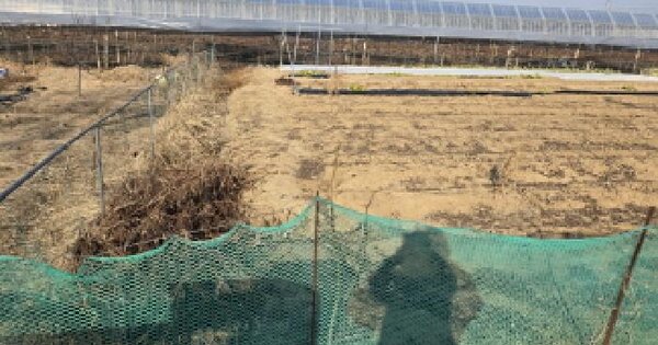 경상북도 경산시 압량면 금구리 1165 답 경매 물건 이미지