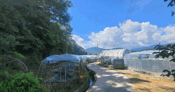 경상북도 김천시 봉산면 인의리 산36 임야 경매 물건 이미지