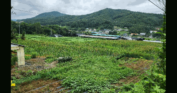 충청북도 충주시 주덕읍 삼청리 484-1 답 경매 물건 이미지