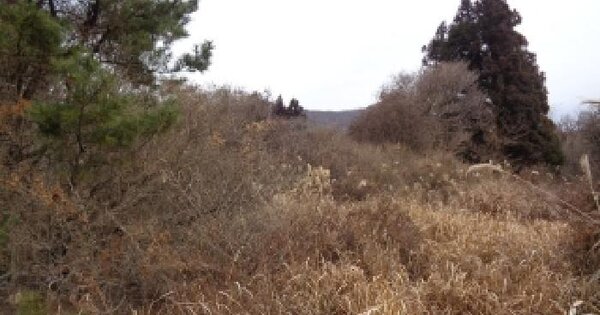 제주특별자치도 제주시 애월읍 소길리 산256-1 임야 경매 물건 이미지
