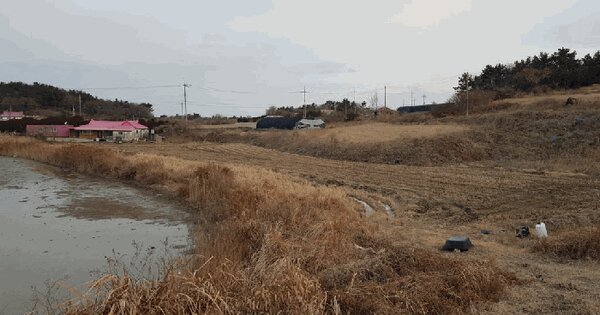 전라남도 신안군 증도면 병풍리 1313 답 경매 물건 이미지