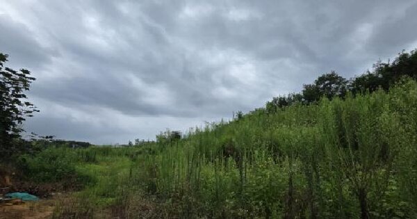 경상북도 김천시 덕곡동 519-26 임야 경매 물건 이미지