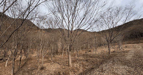전남광주통합특별시 담양군 금성면 금성리 산189-2 임야 경매 물건 이미지