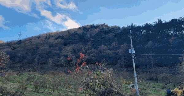 전라남도 영암군 금정면 안노리 산82-4 임야 경매 물건 이미지