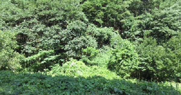 경상북도 문경시 농암면 궁기리 564 임야 경매 물건 이미지