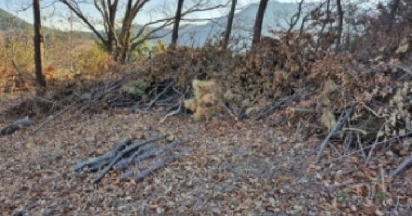 경상남도 고성군 거류면 신용리 산221-1 임야 경매 물건 이미지