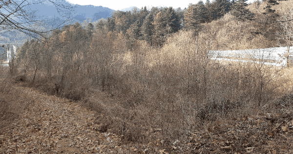 경상북도 김천시 봉산면 광천리 산1 임야 경매 물건 이미지
