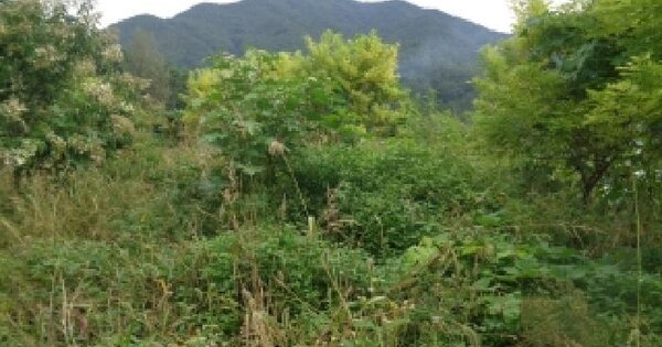 전북특별자치도 무주군 무풍면 금평리 산39-5 전 경매 물건 이미지