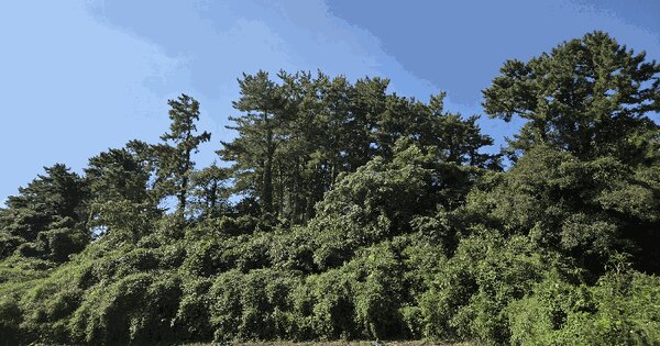 제주특별자치도 제주시 애월읍 유수암리 2591-2 임야 경매 물건 이미지