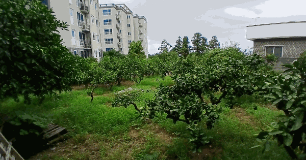 제주특별자치도 제주시 봉개동 1586-1 전 경매 물건 이미지