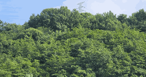 경상남도 창원시 성산구 남지동 산59 임야 경매 물건 이미지