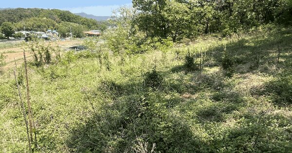 경상남도 창녕군 창녕읍 교리 산23-3 임야 경매 물건 이미지