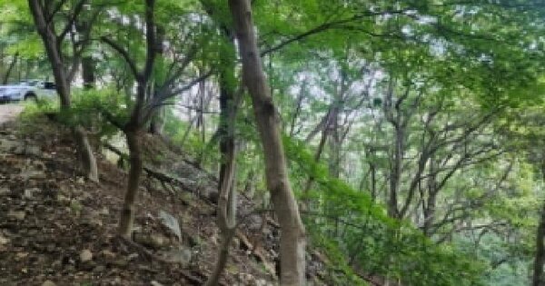 전북특별자치도 전주시 덕진구 우아동1가산235-9 임야 경매 물건 이미지