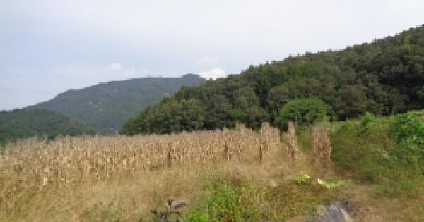 전북특별자치도 무주군 부남면 장안리 78-1 전 경매 물건 이미지