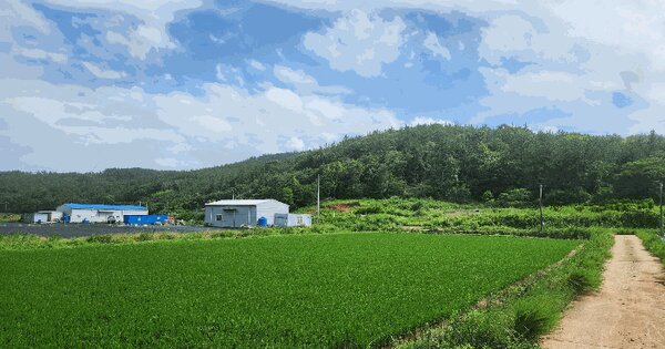 전라남도 완도군 신지면 동고리 산251-1 임야 경매 물건 이미지
