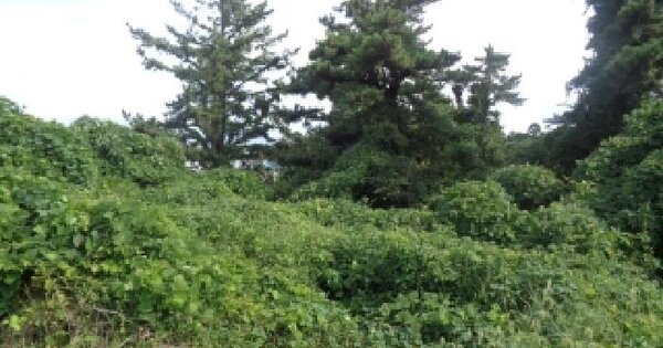 제주특별자치도 제주시 애월읍 납읍리 1390-1 임야 경매 물건 이미지