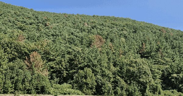 경상남도 창녕군 길곡면 증산리 산15 임야 경매 물건 이미지