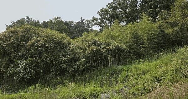 전북특별자치도 군산시 옥산면 당북리 산52-4 임야 경매 물건 이미지