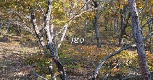 부산광역시 기장군 철마면 장전리 산93-14 임야 경매 물건 이미지