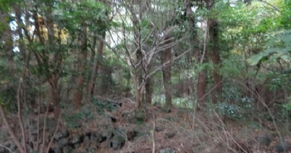 제주특별자치도 제주시 애월읍 납읍리 412-3 임야 경매 물건 이미지