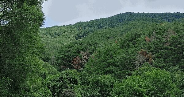 경상남도 밀양시 상동면 도곡리 산181 임야 경매 물건 이미지